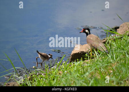 Red-wattled lapwing keeps a watchful eye on her chick while chick is feeding. Colombo, Sri Lanka. Stock Photo