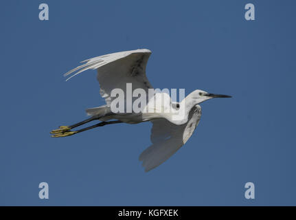 Little egret in flight in the Regional Natural Park of the Camargue Stock Photo