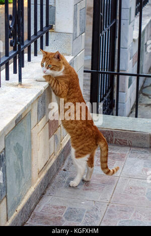feral cat looking towards camera Stock Photo