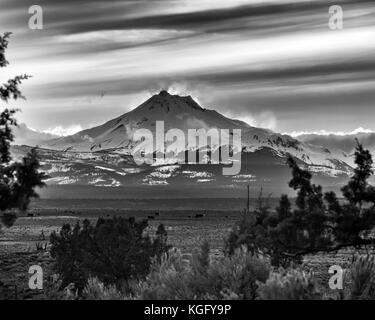 Wind Blown Clouds highlight the Sunset on Mt. Jefferson in Central Oregon with Cows and Desert in Foreground Stock Photo
