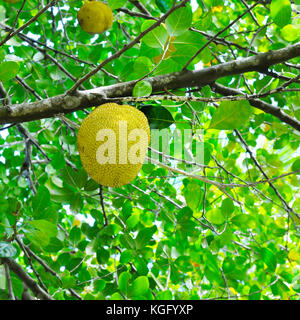 breadfruit on a background of green leaves Stock Photo