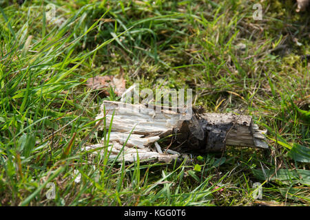 A common darter dragonfly resting on an old log