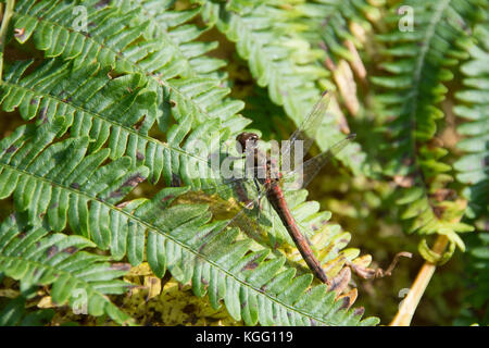 Close up of a common darter dragonfly resting on a bracken leaf
