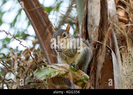 Eastern Gray Squirrel Eating Palm Seeds Stock Photo