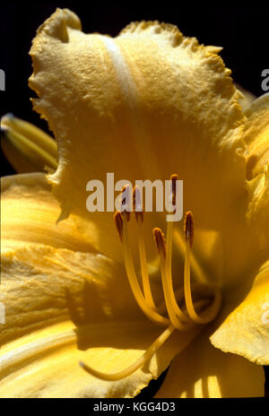 CLOSE UP YELLOW DAYLILY (HEMEROCALLIS LILIOASPHODELUS) BLOOM Stock Photo