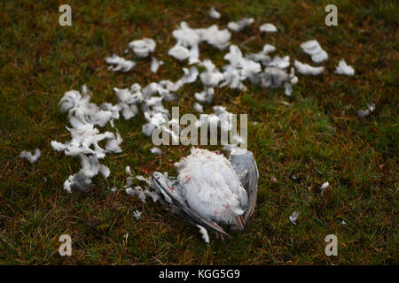 A pigeon killed after being hunted by a bird of prey believe to be a Merlin or a Sparrow hawk. Which was circling overhead see image Kgg5tb & Kgg5rt Stock Photo