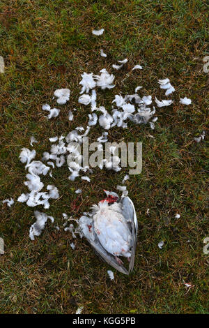 A pigeon killed after being hunted by a bird of prey believe to be a Merlin or a Sparrow hawk. Which was circling overhead see image Kgg5tb & Kgg5rt Stock Photo