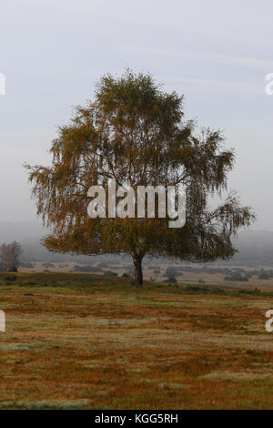 A single tree in the New Forest National park England with leaves turning golden as Autumn arrives against a misty background and a golden foreground Stock Photo