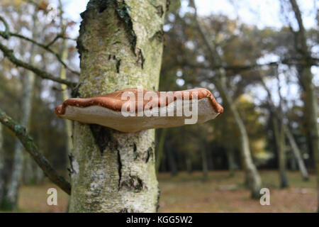 A bracket fungi on a living tree with red brownish top and white underbelly. Stock Photo