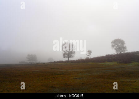 A foggy morning on Canada Common west yellow on the edge of the new forest. Stock Photo