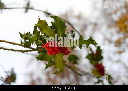 Holly bush with poisonous red berries Stock Photo