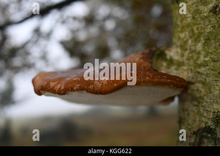 A bracket fungi on a living tree with red brownish top and white underbelly. Stock Photo