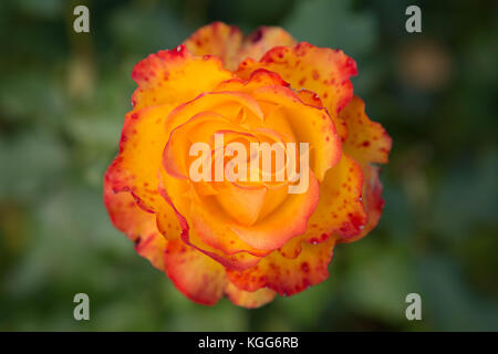 Tequila Sunrise Rose in bloom Stock Photo