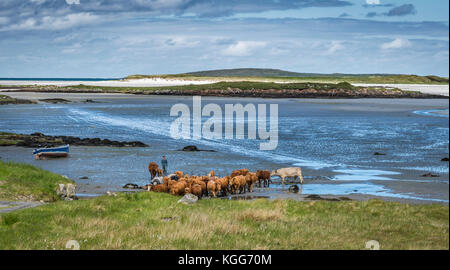 Hebridean Farmer moving his cattle from the winter feeding grounds of a nearby Island to the main Island of north Uist Stock Photo