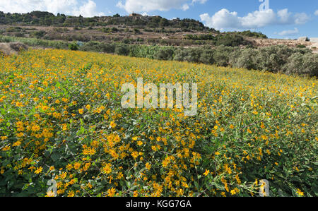 Helianthus tuberosus in Malta Stock Photo