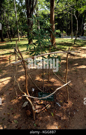 Basilica of our lady of lanka tewatte ragama sri lanka Madhuca Longifolia Indian tropical tree on church grounds Stock Photo