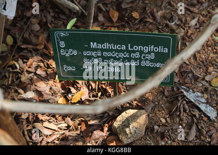 Basilica of our lady of lanka tewatte ragama sri lanka Madhuca Longifolia Indian tropical tree on church grounds multilingual sign Stock Photo