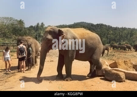 Pinnawala Central Province Sri Lanka Pinnawala Elephant Orphanage tourists with elephants Stock Photo