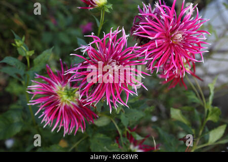 Pink Spider Dahlia Flower in Garden Surrey England Stock Photo