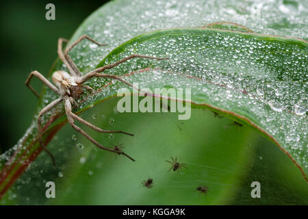 Adult female nursery web spider, Pisaura mirabilis, sitting on the web used for protection of her tiny spiderlings Stock Photo