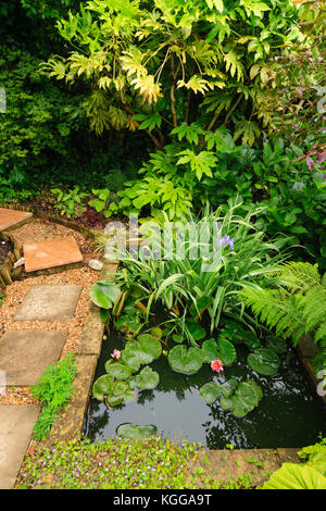 Small garden pond in an exotic garden in Plymouth, UK, surrounded by large leaved foliage plants Stock Photo