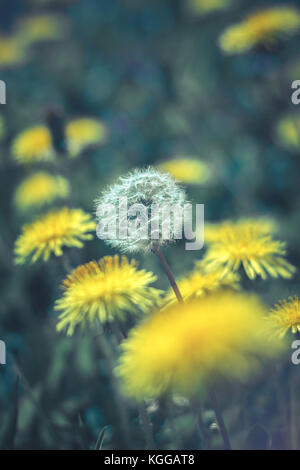 One white common dandelion (Taraxacum officinale) in seed head phase, among other, yellow dandelion flowers Stock Photo