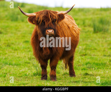 Scottish Highland cattle grazing in a field and pasture on the Isle of Mull, Scotland Stock Photo