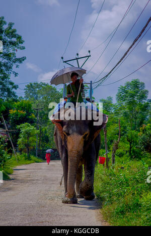 CHITWAN, NEPAL - NOVEMBER 03, 2017: Unidentified man riding elephant in Chitwan National Park Stock Photo