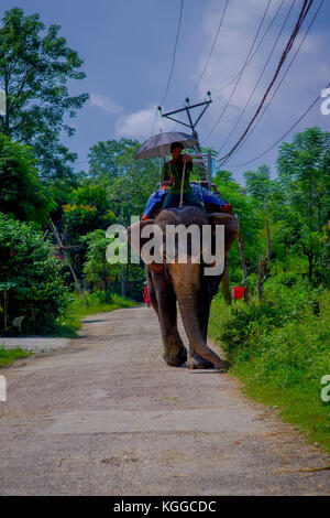 CHITWAN, NEPAL - NOVEMBER 03, 2017: Unidentified man riding elephant in Chitwan National Park Stock Photo