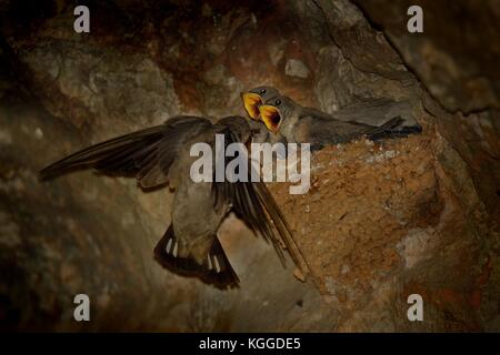 Eurasian Crag Martin - Ptyonoprogne rupestris nesting in the cave and feeding their youngsters Stock Photo