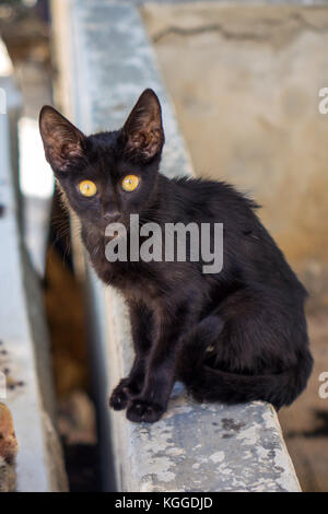 feral cat looking towards camera Stock Photo