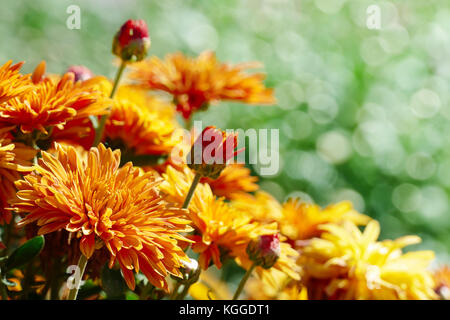 Yellow flowers chrysanthemums blooming on the flowerbed in the park. Focus on the foreground. Stock Photo