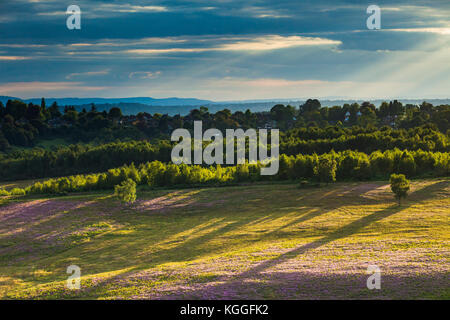 Late summer evening in Ashdown Forest, East Sussex, England. Stock Photo