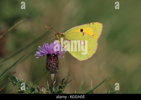 Clouded Yellow Butterfly feeding on a thistle head in October at Oare Marsh, latin name Colias croceus. Stock Photo