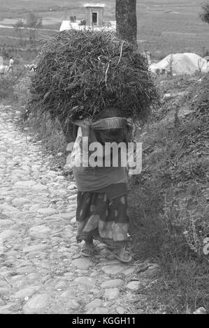 Old Nepalese lady carrying big bale of hay, straw up the hill on her back with a head band. hard labor with field, small building, house on background Stock Photo