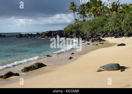 Hawaiian Sea Turtles - Laniakea Beach, Oahu, Hawaii Stock Photo