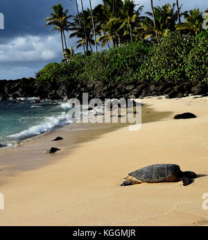 Hawaiian Sea Turtles - Laniakea Beach, Oahu, Hawaii Stock Photo