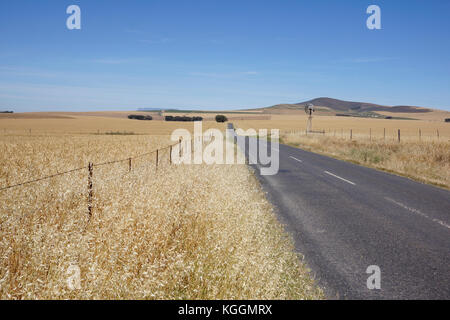 Fields ready for harvesting in the Swartland region of the Western Cape Province of South Africa. Stock Photo