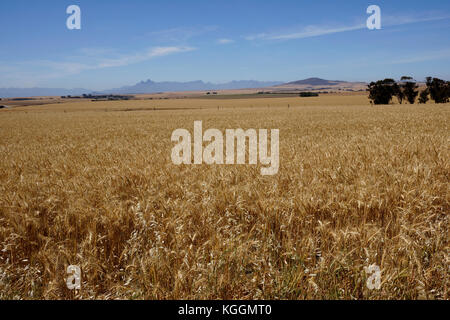 Fields ready for harvesting in the Swartland region of the Western Cape Province of South Africa. Stock Photo