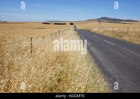 Fields ready for harvesting in the Swartland region of the Western Cape Province of South Africa. Stock Photo