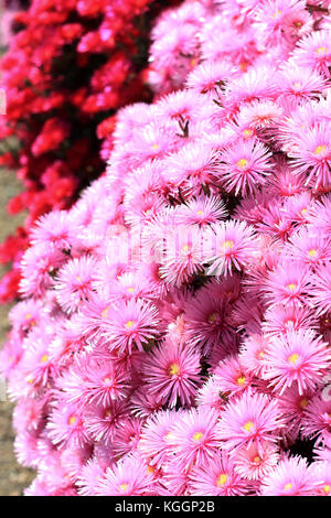 Pink and red Pig face flowers or Mesembryanthemum, ice plant flowers, Livingstone Daisies in full bloom Stock Photo