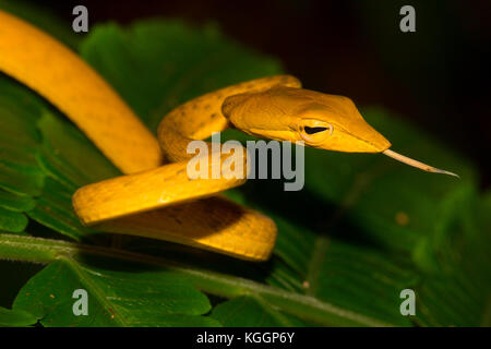 Ahaetulla prasina (Oriental Whipsnake, Asian vine snake, Jade Vine Snake) is slim, slighttly venomous snake living on trees. NP Gunung Mulu, Borneo.