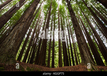 The photo was taken in the Californian Redwood Forest in the Otways National Park, Victoria. Stock Photo