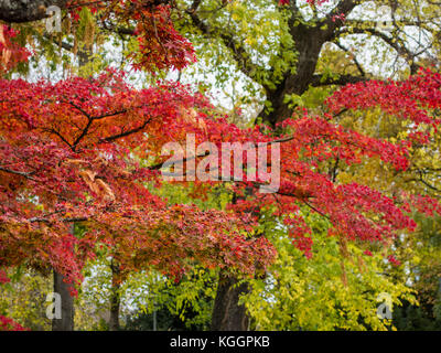 Maple tree in the Japanese garden on Margaret Island, Budapest Stock Photo