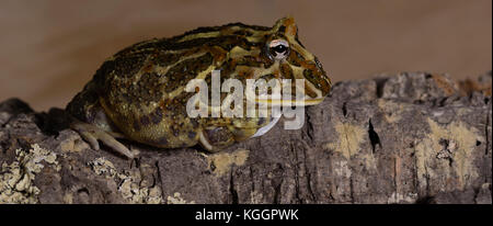 Pacman frog Ceratophrys ornata Stock Photo