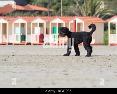 black poodle dog with disc in mouth playing frisbee  on the beach Stock Photo