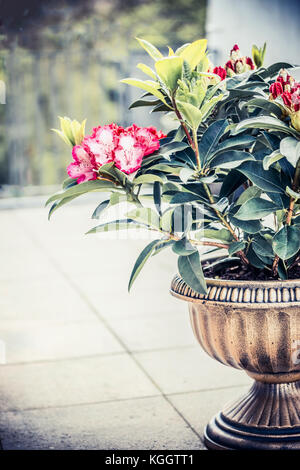 Pretty Rhododendron blooming in urn planter on terrace or balcony. Patio container gardening with Rhododendron , front view Stock Photo