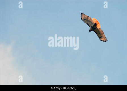 Red-tailed hawk flying up high against clear blue sky Stock Photo