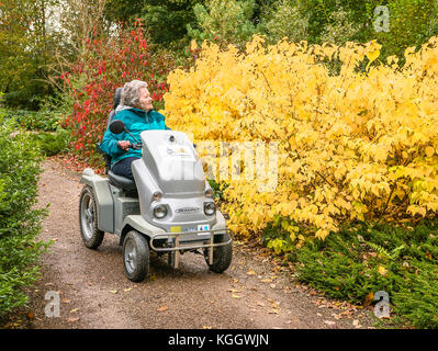 Disabled visitor to Rosemoor garden in Devon UK able to enjoy the extensive gardens using a Beamer Tramper mobility scooter on a narrow woodland path Stock Photo