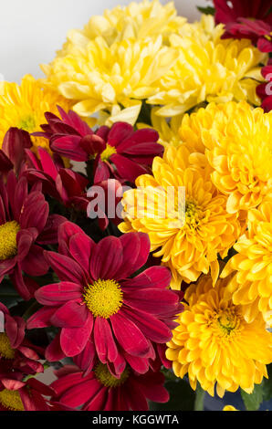 A colourful display of spray Chrysanthemum cut flowers indoors in the UK Stock Photo